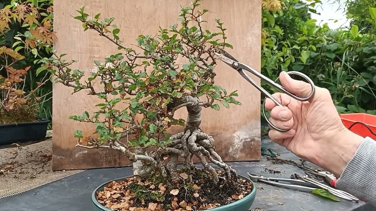 Nothofagus, antarctic  beech