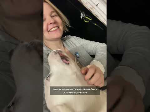 Как питомцы влияют на отношение к скоту?