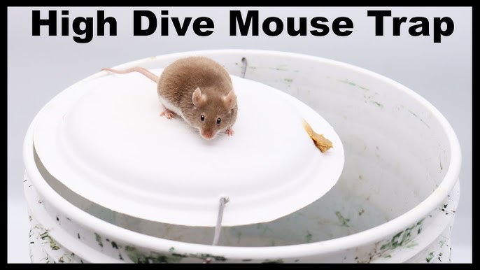 A Bowl Of Peanut Oil Catches 7 Mice In 1 Night - Motion Camera Footage 