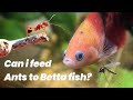 How to feed live ants and insects to betta fish  healthy food guide