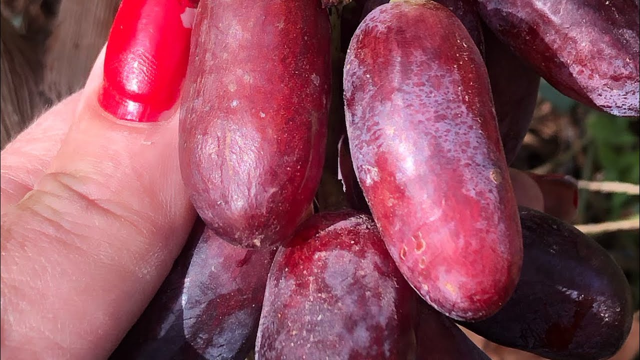 Автограф (Гриф) Калугіна В.М. дуже красивий і смачний виноград 