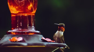 Soothing Ruby-throated Hummingbird Sounds to Attract Hummingbirds | Natural Bird Calls
