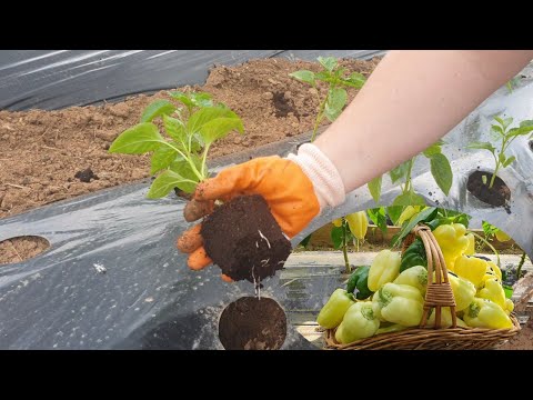 Video: Torpağın temperaturu nədir: Əkin üçün ideal torpaq temperaturları haqqında məlumat əldə edin