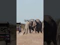 Can animals predict disasters?  #animalintuition #naturemysteries #facts  #animalbehavior #gkshorts