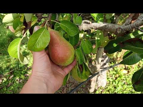 Video: Wanneer Peren Plukken? Wanneer Late Wintervariëteiten Van Een Boom Verwijderen Voor Opslag? Wanneer Rijpen Herfstperen? Hoe Weet Je Of De Vrucht Rijp Is?