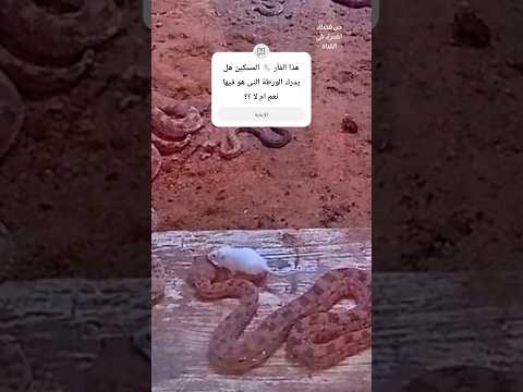 تحدى الأفاعى و الفئران 4  هيما حكاية    حديقه الحيوان 