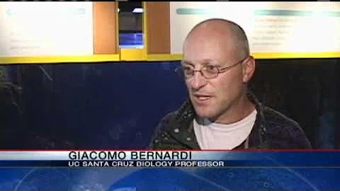 Are Fish Smarter Than We Think?