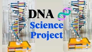 DNA Working Model EASY / Science exhibition project / Biology project  Profile