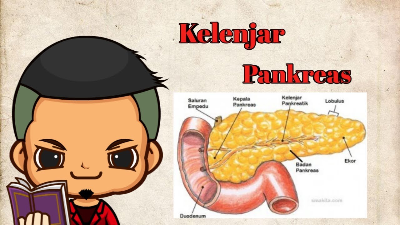  Kelenjar Pankreas  YouTube