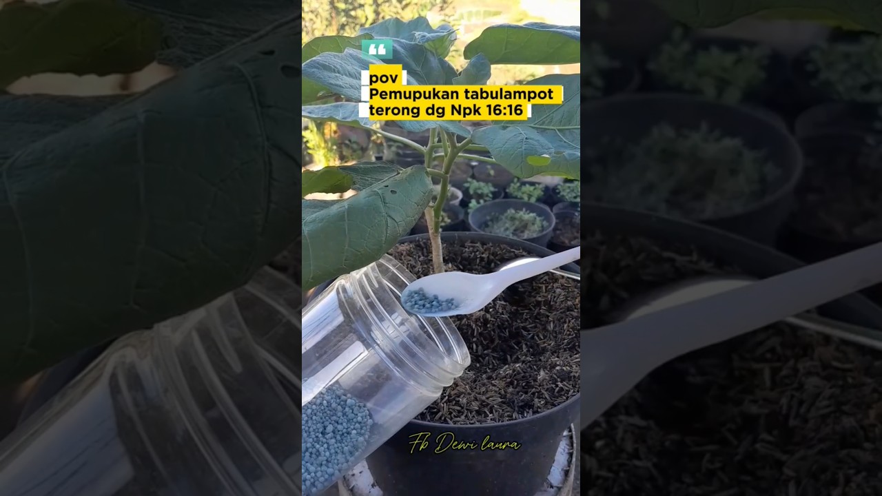 pemupukan terong 