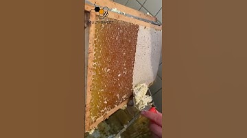 Harvesting Honey | Uncapping Fork