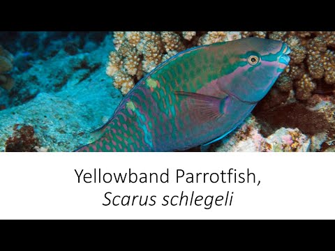 Facts: Yellowband Parrotfish,