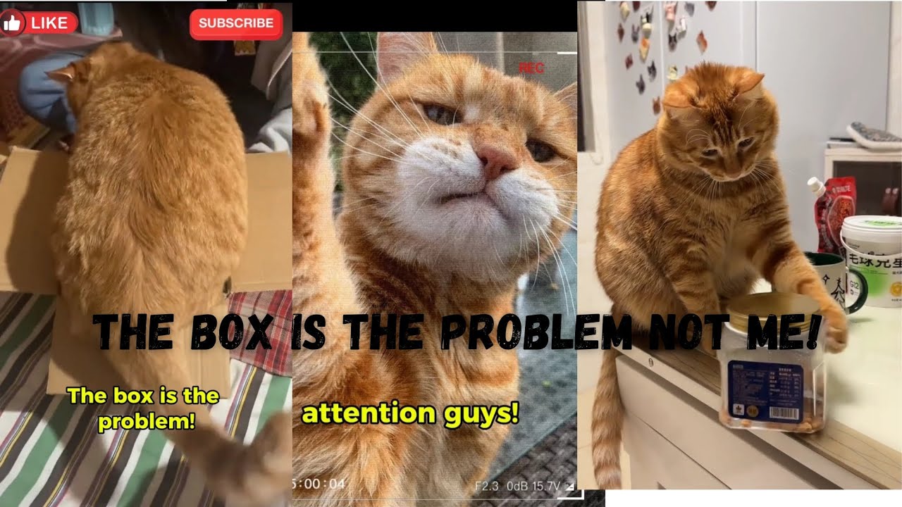 Why this cat upset? the box is the problem not me! - YouTube
