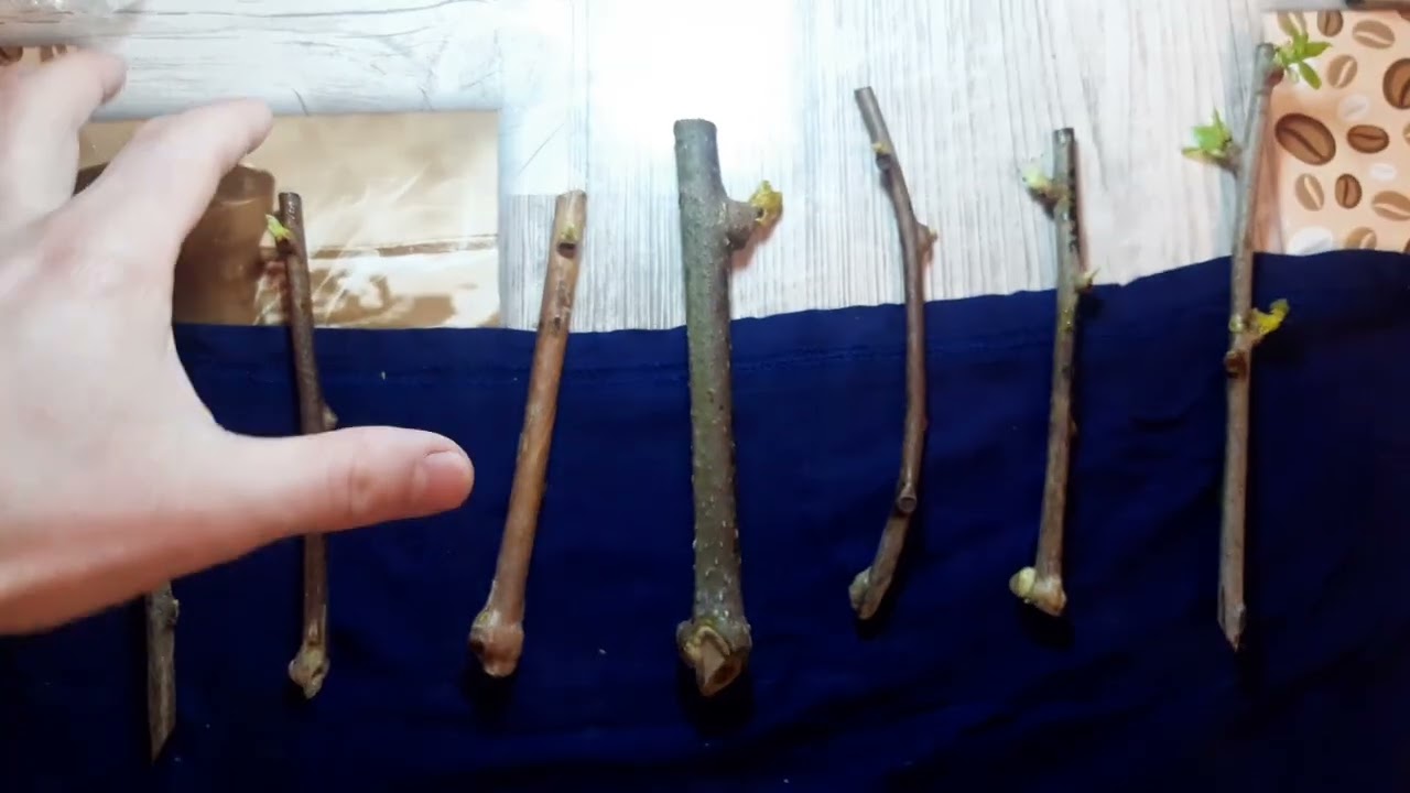 Укорінення Ківі та Актинідії