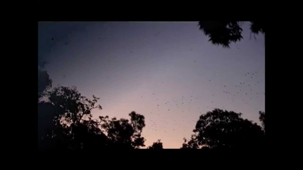 little red flying fox facts Flying-Fox Flyout, Kakadu Australia