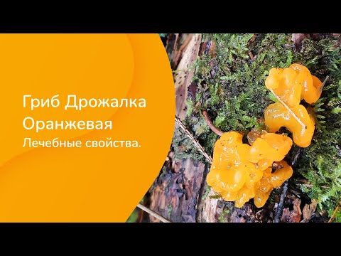 Гриб Дрожалка Оранжевая. Лечебные свойства.