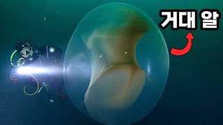 깊은 바다에서 발견된 거대 알의 정체는?
