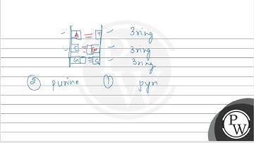 Why does the distance between the two polynucleotide strands of DNA remain almost constant?