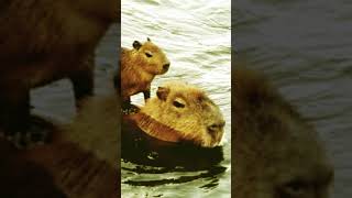 Cappy In The Water
