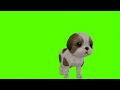 ||..little dog enjoying..🐕🤩||Green Animal||Free copyright video||