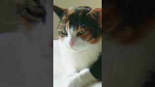 Here's how to get the best cat photos EVER