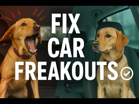How Does My Dog Know My Car
