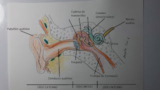 Como dibujar el oído humano y sus partes| HD