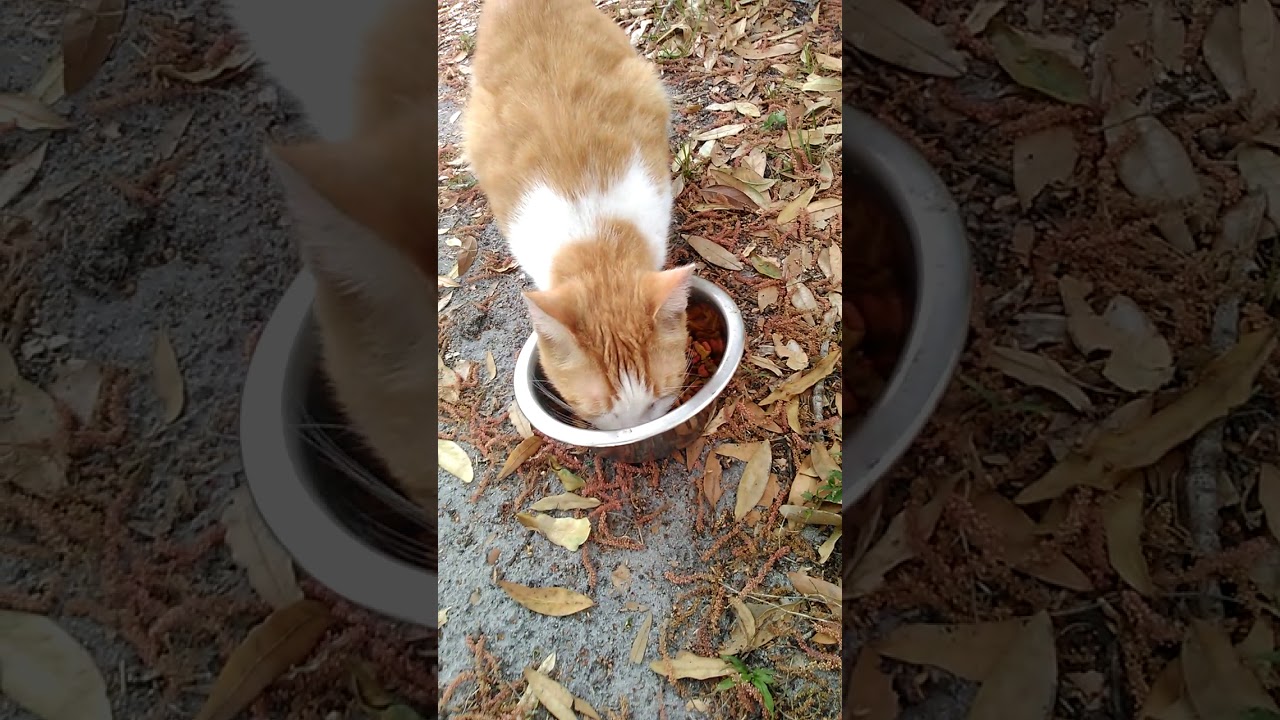 feeding stray cats download free feeding stray cats download free