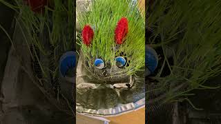 Alvin The Caterpillar