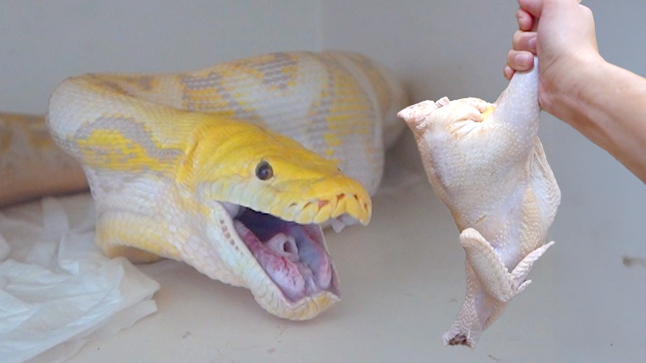1Kgの丸鳥を飲みほします