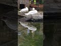 🦢🦢