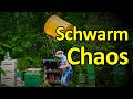 Irre Bienen: Schwarm Chaos bis zur Erschöpfung - Ligustica überfällt kleinen Schwarm und Königin