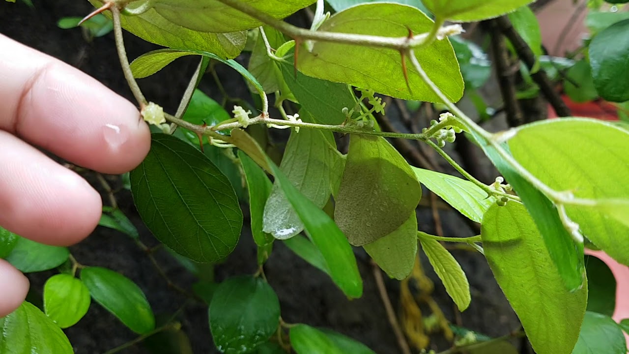 Daun bidara baik untuk mandi wanita yh habis haid dan habis rukiyah dan mualaf - YouTube