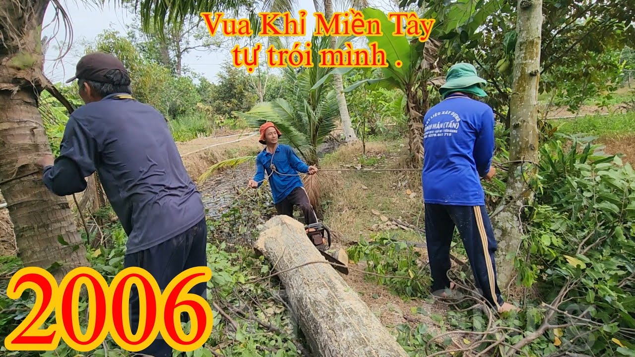 Cưa xả phách cây Sao mà Vua Khỉ phải tự t.r.ó.i mình ? Cutting golden oak