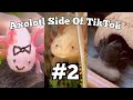 Axolotl Side Of TikTok #2