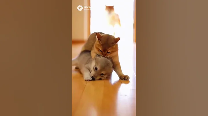 Video 11823481: curious british shorthair cat, british shorthair cat reaction, british shorthair golden cat, cat wildlife, cat meets