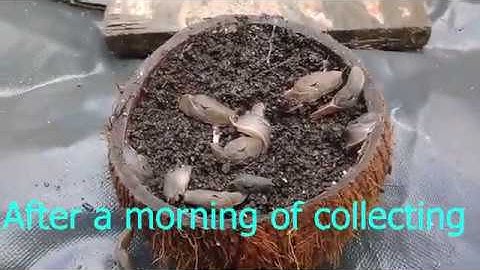 Slugs vs Eggshells (crushed)| Gardening Shorts