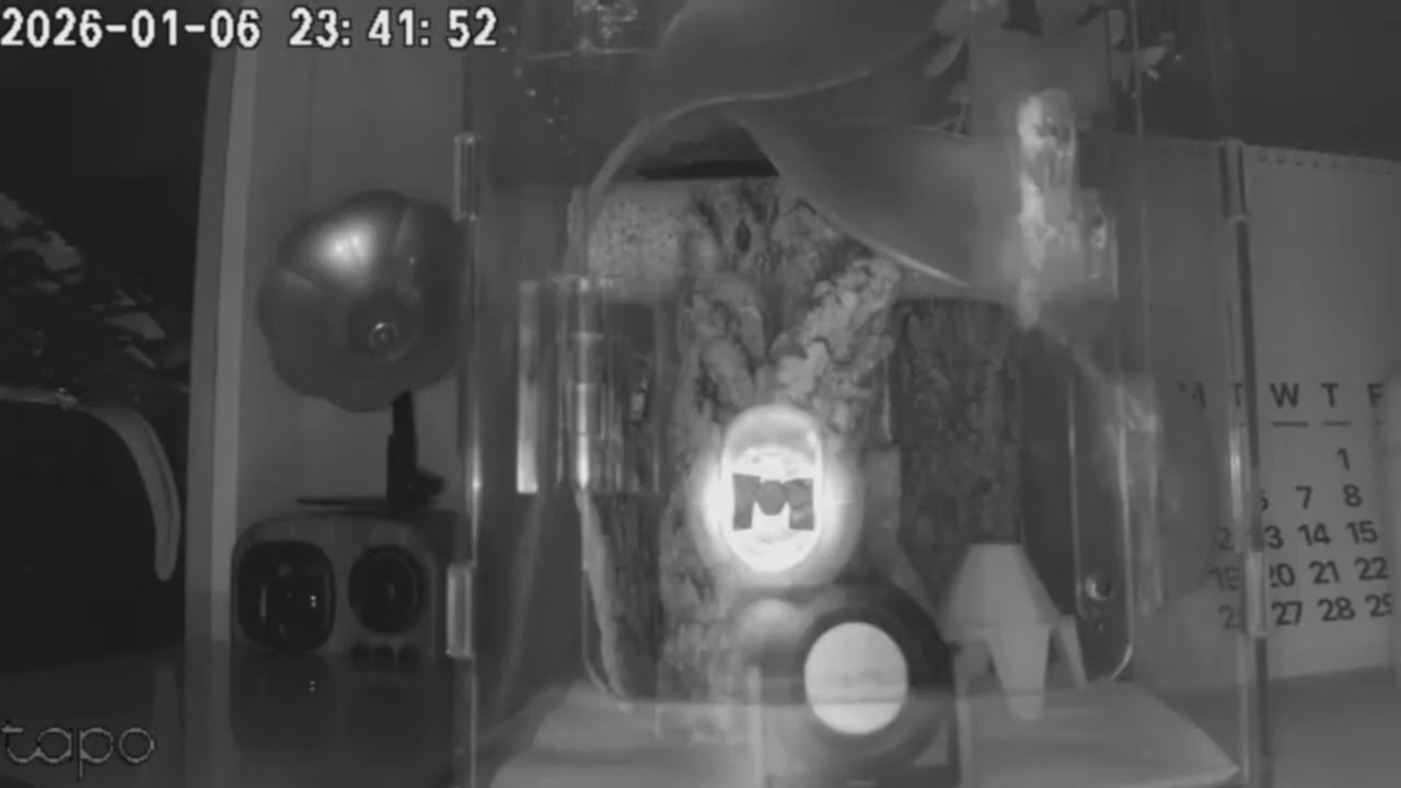 모카의 일상밤활동