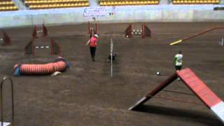 Disco Diva At Adaa Grand Prix 2012 Friday Night Open Agility 3Rd
