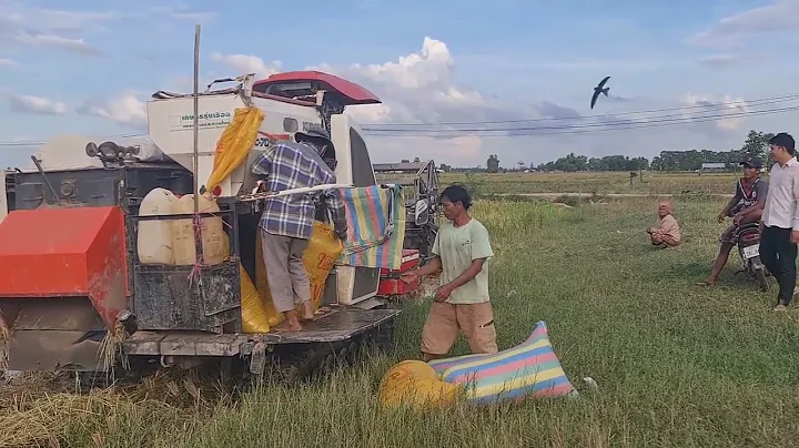 Harvest rice by machine the morning until night