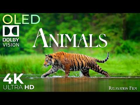 Animals 4K • Relaxation Film with Peaceful Meditation Music thumbnail