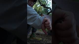 Carving With The Civivi Baby Banter 2 TG #edc #backpacking #hiking #camping