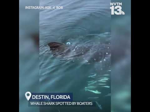 Whale Shark Spotted in Florida - YouTube