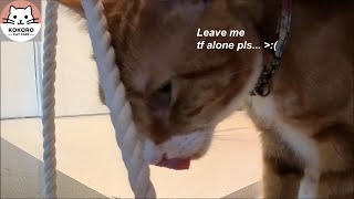 Checking out Kokoro Cat Cafe in Queens, NY