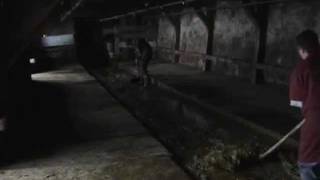 A Day On Swiss Pasture