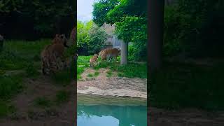 Tiger Cub Chasing Momma🐅🐅🐯🐯🐅🐅 #Clevelandzoo #Cat #Tigercub