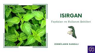 Isirgan - Isırganın Faydaları - Isırganın Kullanımı - Şifalı Bitkiler - Sağlık