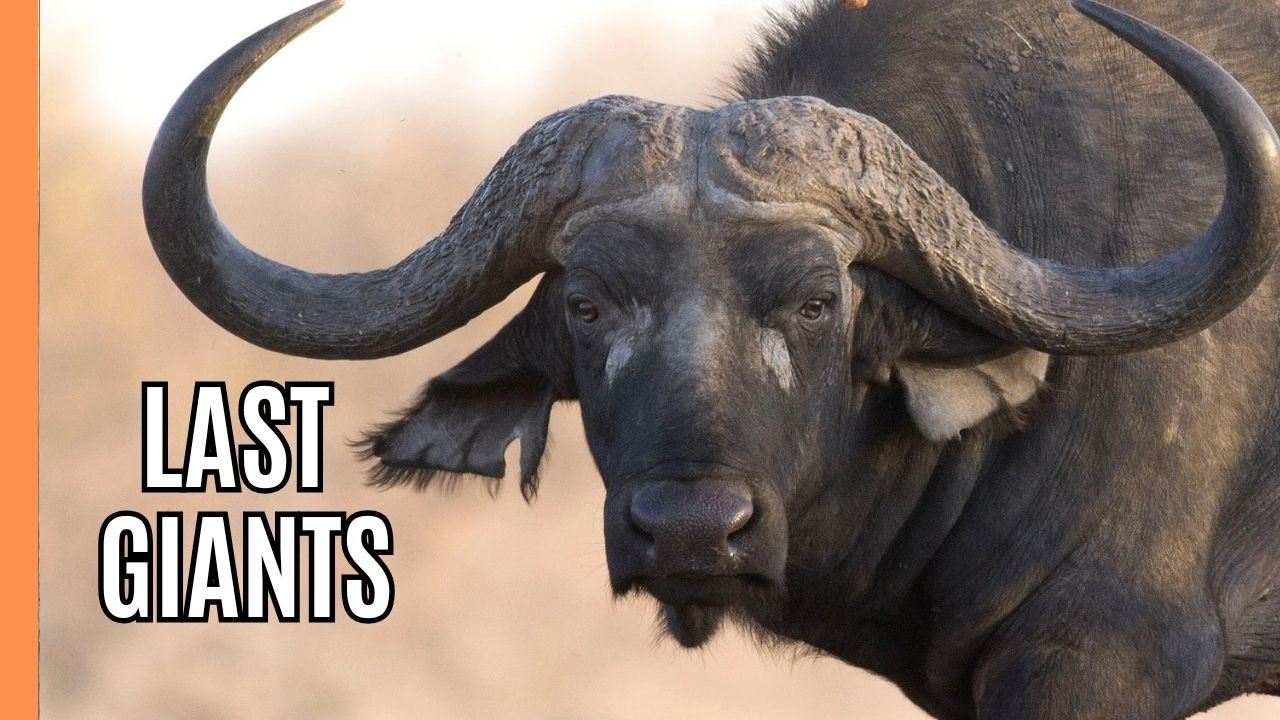 Documentary backdrop image for Last of the Giants: Earth's Remaining Megafauna (2026)