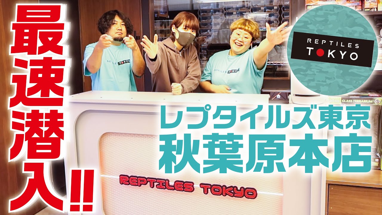 オープン直前‼️】都内に爆誕した最高の爬虫類ショップを紹介します