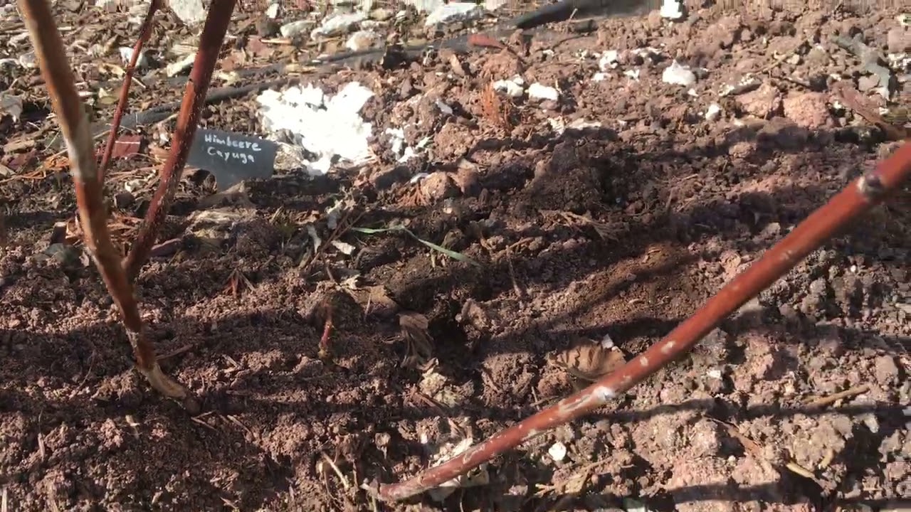 Cum se taie zmeura remontanta primavara